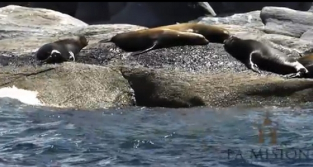 Colonia de Lobos Marinos